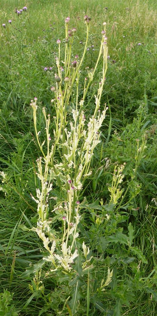 white-tip-disease-of-californian-thistle