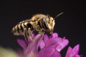 Leafcutting bee