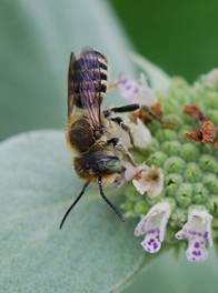 Leafcutting bee